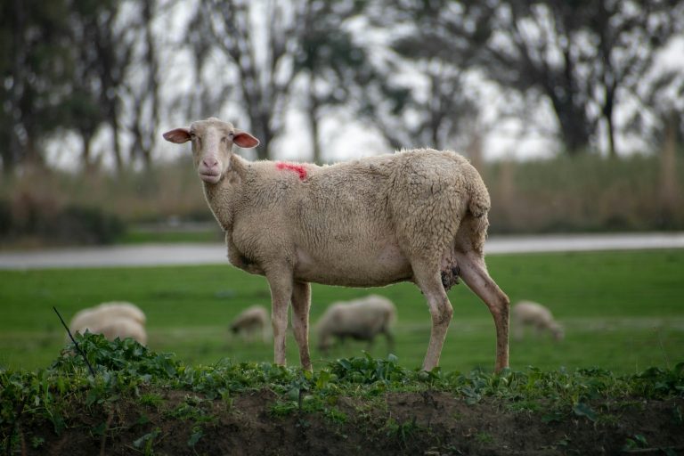 A lone sheep stands in a green pasture in Alfeios, Greece, with a flock grazing in the background.